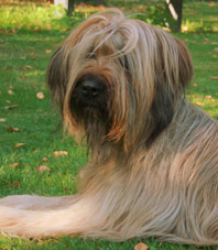 Briard Carreau von der Vorster Rotte Briard Carreau von der Vorster Rotte