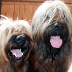 Lovestory: Carreau und Monty