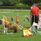 Diego im Verhaltenstest