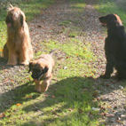 Carreau, Toni und Connor