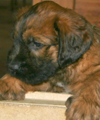 Rde grn, der Waldmeister